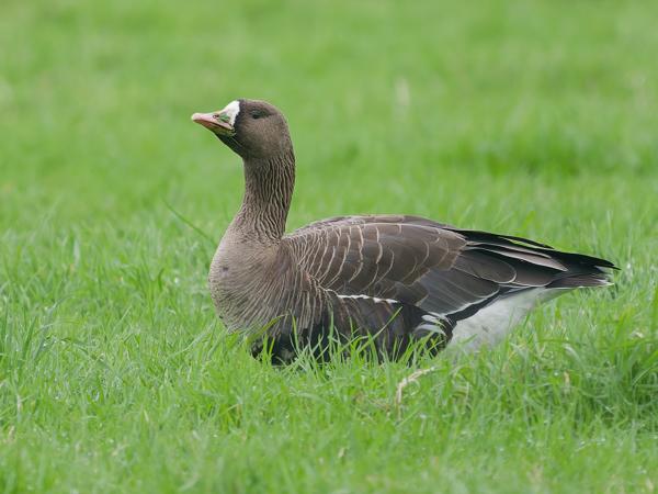 Greater white-fronted goose (Anser albifrons)